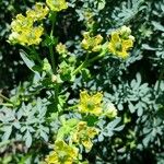 Ruta chalepensis Flor