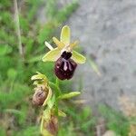 Ophrys incubacea 花