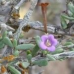 Lycium intricatum Λουλούδι