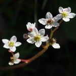 Micranthes californica Flor