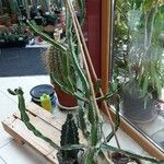 Euphorbia pseudocactus 形态