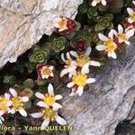 Saxifraga biflora Hábitos