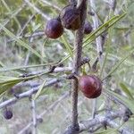 Rhamnus lycioides Ffrwyth