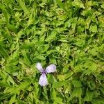 Herbertia lahue Flower