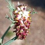 Platycapnos spicata 花