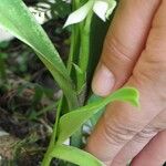 Prosthechea chacaoensis Other