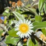 Pachystegia insignis फूल