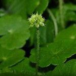 Hydrocotyle leucocephala Other