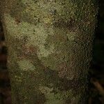 Lacmellea aculeata Kabuk