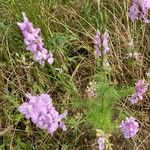 Delphinium ajacisFlower