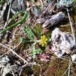 Hyoseris scabra Bloem