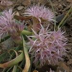 Allium anceps Květ
