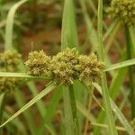 Cyperus blepharoleptos Цвят