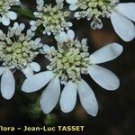 Orlaya grandiflora 花