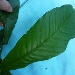 Quiina guianensis Leaf