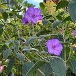 Tibouchina urvilleana Hoja