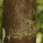 Abarema gallorum Ŝelo