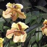 Paphiopedilum spp. Цветок