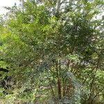 Ulmus parvifolia Hàbitat