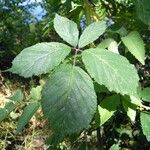 Rubus questieri 葉