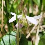 Viola rupestris Квітка