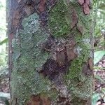 Melicoccus pedicellaris Bark