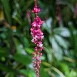 Trichostigma peruvianum