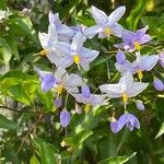 Solanum seaforthianum Blüte