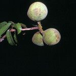 Sterculia pruriens Fruit