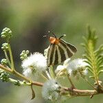 Acacia angustissima Хабит