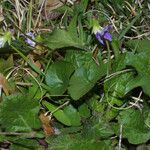 Viola septemloba Habitatea