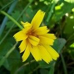 Scorzonera aristata 花