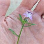 Centaurea asperaFlor