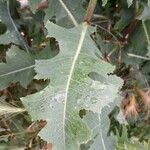 Lactuca serriola Leaf