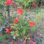 Ipomopsis aggregata Flors