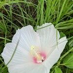 Hibiscus laevis Květ