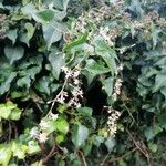 Smilax aspera Fula