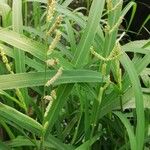 Leersia hexandra Leaf