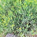 Euphorbia aphylla Hábito