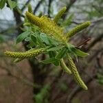 Salix triandra 花