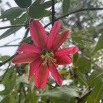 Passiflora manicata Kvet