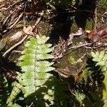 Arthropteris orientalis Habit