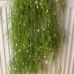 Rhipsalis campos-portoanaBlüte