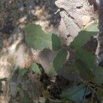 Quercus calliprinos Blatt