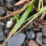 Poa annua Leaf