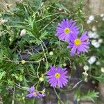 Brachyscome iberidifolia Flower