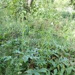 Cirsium oleraceum Habitus