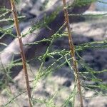 Tamarix chinensis Hoja