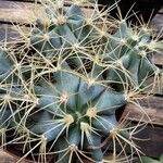 Ferocactus glaucescens Habitat