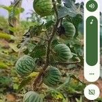 Solanum virginianum Fruit